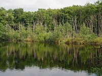NL, Drenthe, Noordenveld, Norgerholt 2, Saxifraga-Hans Dekker