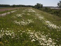 Margrieten op Knardijk  Leucanthemum vulgare; Knardijk, Flevoland, Netherlands : ox-eye daisy, Leucanthemum vulgare,  daisy, growth, summertime, dike, flower, flowery