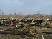 NL, Flevoland, Lelystad, Oostvaardersplassen 64, Saxifraga-Willem van Kruijsbergen