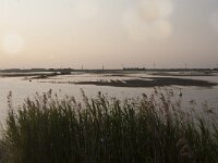 NL, Flevoland, Zeewolde, Harderbroek 2, Saxifraga-Jan Nijendijk