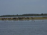 NL, Friesland, Dongeradeel, Ezumakeeg 7, Saxifraga-Hans Boll