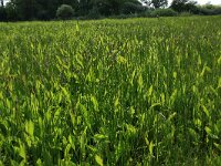 NL, Gelderland, Berg en Dal, De Bruuk 106, Saxifraga-Hans Boll