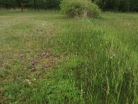 NL, Gelderland, Berg en Dal, De Bruuk 78, Saxifraga-Hans Boll