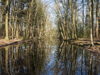 NL, Gelderland, Ermelo, Landgoed Leuvenumsebos 1, Saxifraga-Jan Nijendijk
