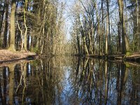 NL, Gelderland, Ermelo, Landgoed Leuvenumsebos 2, Saxifraga-Jan Nijendijk
