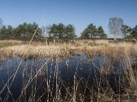 NL, Gelderland, Nunspeet, Mosterdveen Vierhouten 1, Saxifraga-Jan Nijendijk