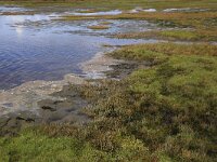NL, Groningen, Het Hogeland, De Rug 24, Saxifraga-Hans Boll