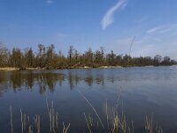 Landscape of Biesbosch National Park, Netherlands  Landscape of Biesbosch National Park, Netherlands : Biesbosch, creek, Dutch, Holland, landscape, marsh, national park, natural, nature, Netherlands, North Brabant, NP, reflection, rural landscape, swamp, tree, trees, water, wetland, willow, winter, wintertime
