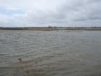 NL, Noord-Brabant, Altena, Japewaard 2, Saxifraga-Willem van Kruijsbergen