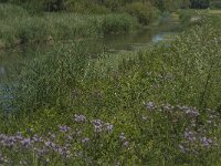 NL, Noord-Brabant, Altena, Oostkil 6, Saxifraga-Jan van der Straaten