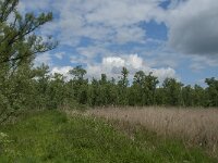 NL, Noord-Brabant, Altena, Ruwenhennip 8, Saxifraga-Jan van der Straaten