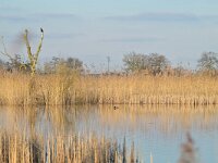 NL, Noord-Brabant, Bergeijk, Visvijvers Bergeijk (Liskes) 18, Saxifraga-Tom Heijnen