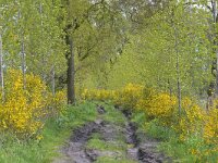 NL, Noord-Brabant, Bergeijk, Visvijvers Bergeijk (Liskes) 22, Saxifraga-Tom Heijnen