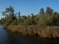 NL, Noord-Brabant, Drimmelen, Biezengors beoosten Honderd en Dertig 7, Saxifraga-Jan van der Straaten