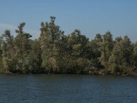 NL, Noord-Brabant, Drimmelen, Buisjes 1, Saxifraga-Jan van der Straaten