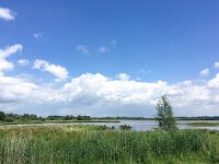 NL, Noord-Brabant, Drimmelen, De Dood 2, Saxifraga-Bart Vastenhouw