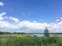 NL, Noord-Brabant, Drimmelen, De Dood 3, Saxifraga-Bart Vastenhouw