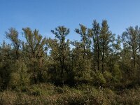 NL, Noord-Brabant, Drimmelen, Doktershoek 2, Saxifraga-Jan van der Straaten