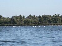 NL, Noord-Brabant, Drimmelen, Gat van Van Kampen 38, Saxifraga-Willem van Kruijsbergen