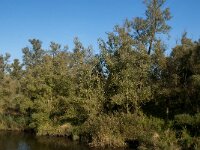NL, Noord-Brabant, Drimmelen, Keizersdijk 12, Saxifraga-Jan van der Straaten