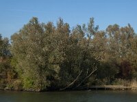 NL, Noord-Brabant, Drimmelen, Petrusplaat 2, Saxifraga-Janvan der Straaten