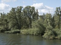 NL, Noord-Brabant, Drimmelen, Steurgat 14, Saxifraga-Willem van Kruijsbergen