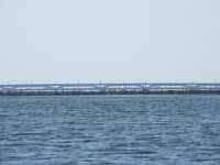 NL, Noord-Brabant, Drimmelen, Zuidergat van de Visschen 2, Saxifraga-Willem van Kruijsbergen