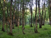 NL, Noord-Brabant, Oirschot, Beersbroek 7, Saxifraga-Tom Heijnen