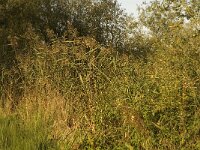 NL, Noord-Brabant, Waalwijk, De Dullaard 12, Saxifraga-Jan van der Straaten