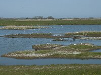 NL, Noord-Holland, Texel, Ottersaat 3, Saxifraga-Willem van Kruijsbergen