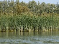 NL, Zuid-Holland, Dordrecht, Helsloot 11, Saxifraga-Willem van Kruijsbergen