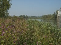NL, Zuid-Holland, Dordrecht, Helsloot 20, Saxifraga-Marijke Verhagen