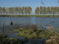 NL, Zuid-Holland, Dordrecht, Tongplaat 11, Saxifraga-Marijke Verhagen