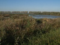 NL, Zuid-Holland, Dordrecht, Tongplaat 38, Saxifraga-Jan van der Straaten