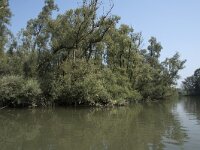 NL, Zuid-Holland, Dordrecht, Zoetemelkskil 13, Saxifraga-Willem van Kruijsbergen