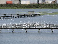 NL, Zuid-Holland, Hendrik-Ido-Ambacht, Sophiapolder 6, Saxifraga-Willem van Kruijsbergen