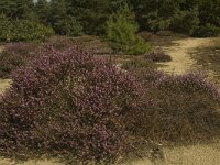 NL, Limburg, Weert, Tungelerwallen 37, Saxifraga-Marijke Verhagen