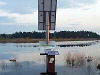 NL, Noord-Brabant, Oirschot, Landschotse Heide 19, Saxifraga-Tom Heijnen