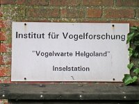 D, Schleswig Hollstein, Helgoland 6, Saxifraga-Henk Sierdsema