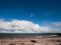 D, Schleswig-Holstein, Helgoland 7, Saxifraga-Bart Vastenhouw