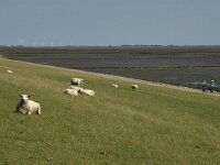 D, Schleswig-Holstein, Nordstrand, Dreisprung 20, Saxifraga-Jan van der Straaten
