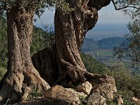 E, Mallorca, Alaro, Castel d Alaro 11, Saxifraga-Hans Dekker