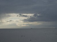 NL, Friesland, Terschelling, Kinnum 1, Saxifraga-Jan van der Straaten