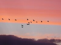 NL, Noord-Holland, Texel, Vuurtoren 4, Saxifraga-Bart Vastenhouw