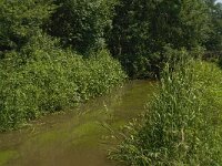 B, Limburg, Bree, Itterbeek 2, Saxifraga-Jan van der Straaten