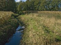 B, Limburg, Kinrooi, Zuurbeekvallei 15, Saxifraga-Jan van der Straaten