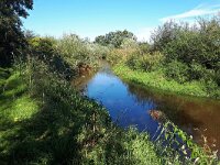 NL, Noord-Brabant, Eindhoven, Dommel near De Hogt 2, Saxifraga-Tom Heijnen