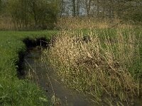 NL, Noord-Brabant, Baarle-Nassau, Halsche Beemden 32, Saxifraga-Jan van der Straaten