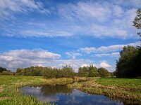 NL, Drenthe, Midden-Drenthe, Oude Diep 6, Saxifraga-Hans Dekker