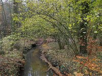 NL, Noord-Brabant, Hilvarenbeek, Reusel in De Hertgang 5, Saxifraga-Tom Heijnen